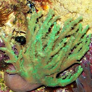 Actually neon green!