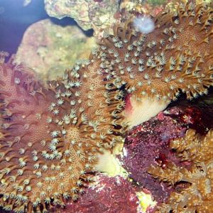 Scott O's Toadstools