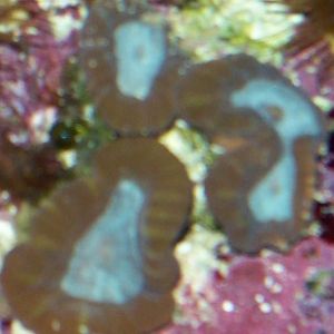 Scott O's candy cane