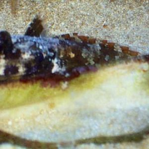 Tyler's little buddy.