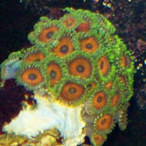 mystical zoas