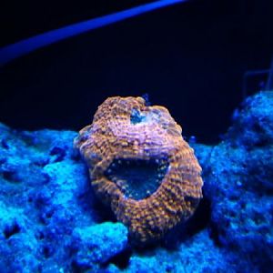 Orange/Green Acan