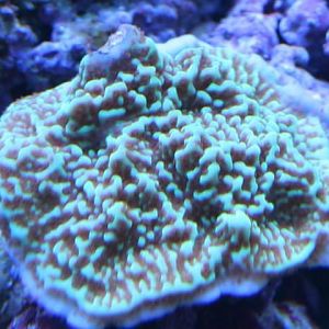 Danae orange polyps and blue rim