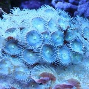 Blue and green Palythoa