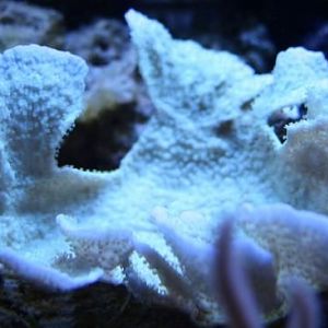 Yellow/green w/purple rim