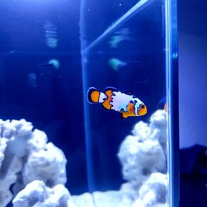 Clownfish photo b-roll