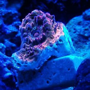 Standard shot under actinics.