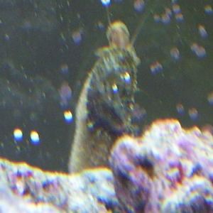 They are growing everywhere! Even on the snails.