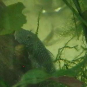 bulldog pleco