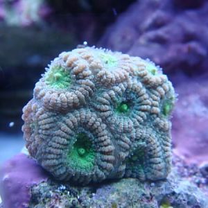 Pink green aussie favia