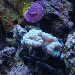 blue green candy cane