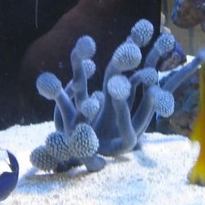 Blue Lollypop Tunicate