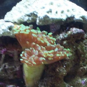 hammer head coral