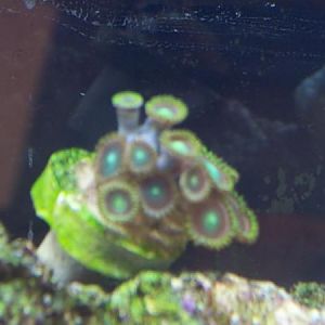 my nucular green zoo's