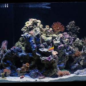 58 gallons tank - first month