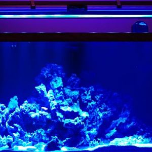 8 blue LED of powerbrite