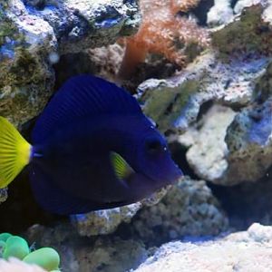 Purple tang