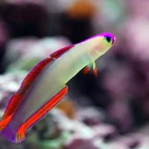 Purple firefish