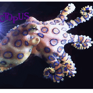 Octopus With star