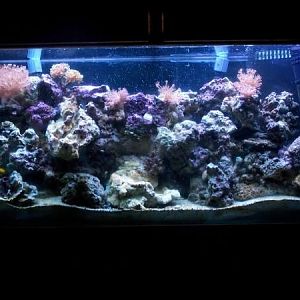 8 08 09 Upgraded the lighting to t5 8 blubs using only 6 at the moment. Added alot of live rock I fo