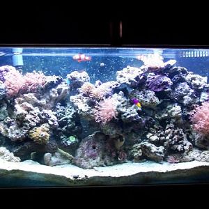 8 23 09 Decided I had too much live rock as shown in the 8-09-09 pic so I removed about 50 lbs of it