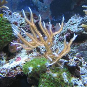 Birds Nest - From Swap 09