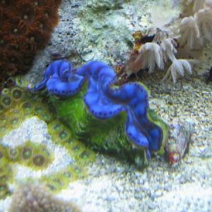 Clam from Discovery Aquatics