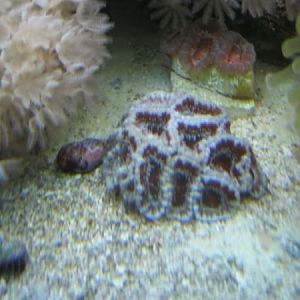 Acan from Flip-N-Pets