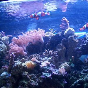 8 30 09  looking up.. noticed I didn't do a great job of washing the glass on the tank.. little smud