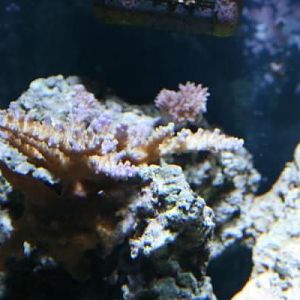 Some sort of sps, I got a 1 inch piece 90% bleached out, now with a little TLC it looks like this