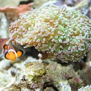 My clown outside his house