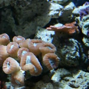 Cluster of cany cane and orange monti in this one