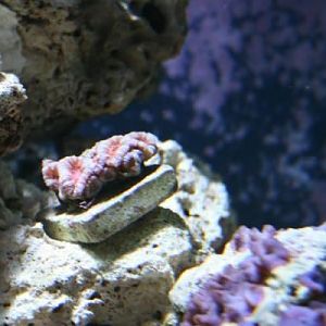 A little frag of acan that will some day be big