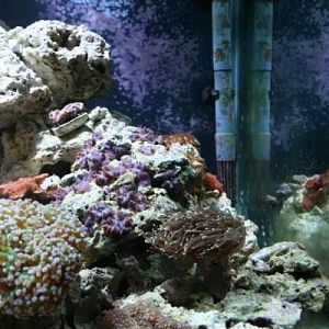 Torch, frogspawn mushrooms and some other stuff