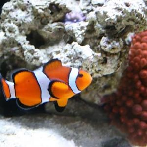 My Female clown and her home in the background