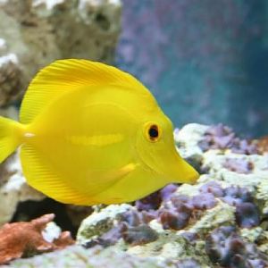 My tang that is too large for my tank and needs a bigger home. FS $35