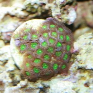 Green zoas