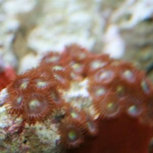 Orange zoas