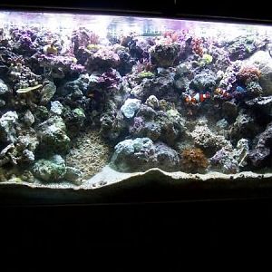 9 13 09

Changed the rockwork again. drilled live rock and zip tied it to eggcrate that I cut in 3