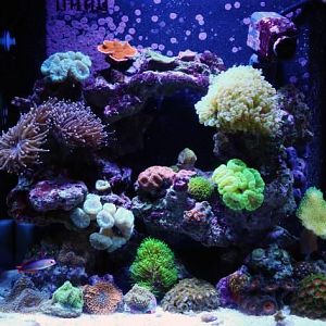 Cropped Full tank shot