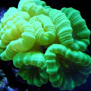 Kryptonite Caulastrea