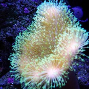 ORA Green Polyp Leather