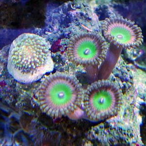 Spartans Pride Palys