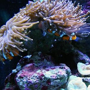 Clowns hosting Torch