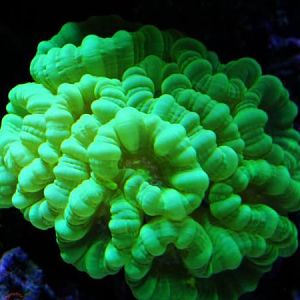 Kryptonite Caulastrea