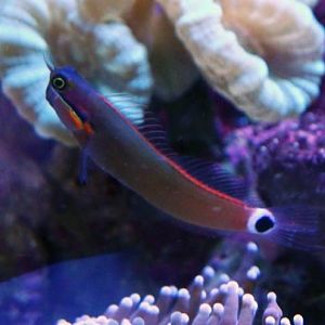Tailspot Blenny