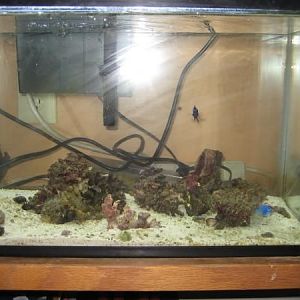10 Gallon Set up end of May 2009
Pic From
