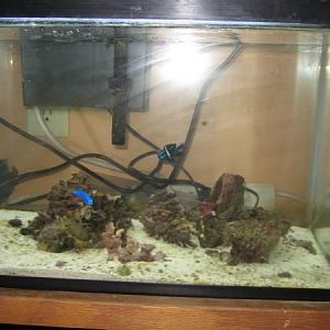 10 Gal 
Pic June 11 2009