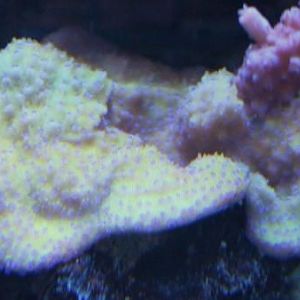 Montipora sp.