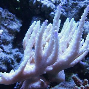 Staghorn Funky Cream